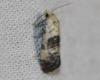 Cochylis posterana
